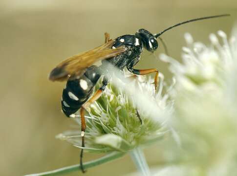 Слика од Cryptocheilus variabilis (Rossi 1790)