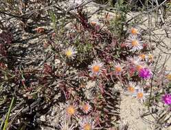 Image of Mesembryanthemum grossum (Soland.)