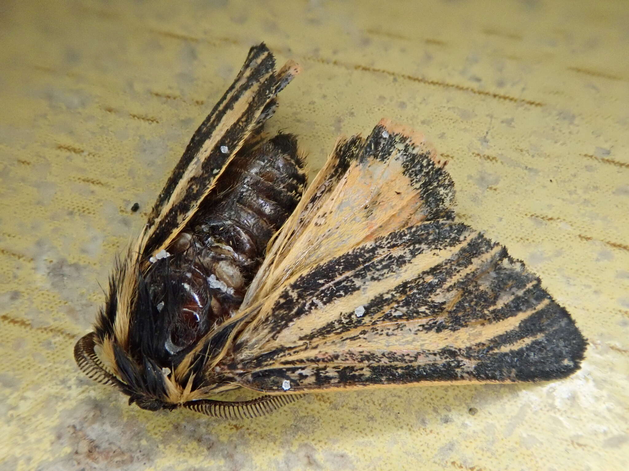 Image of southern tiger moth