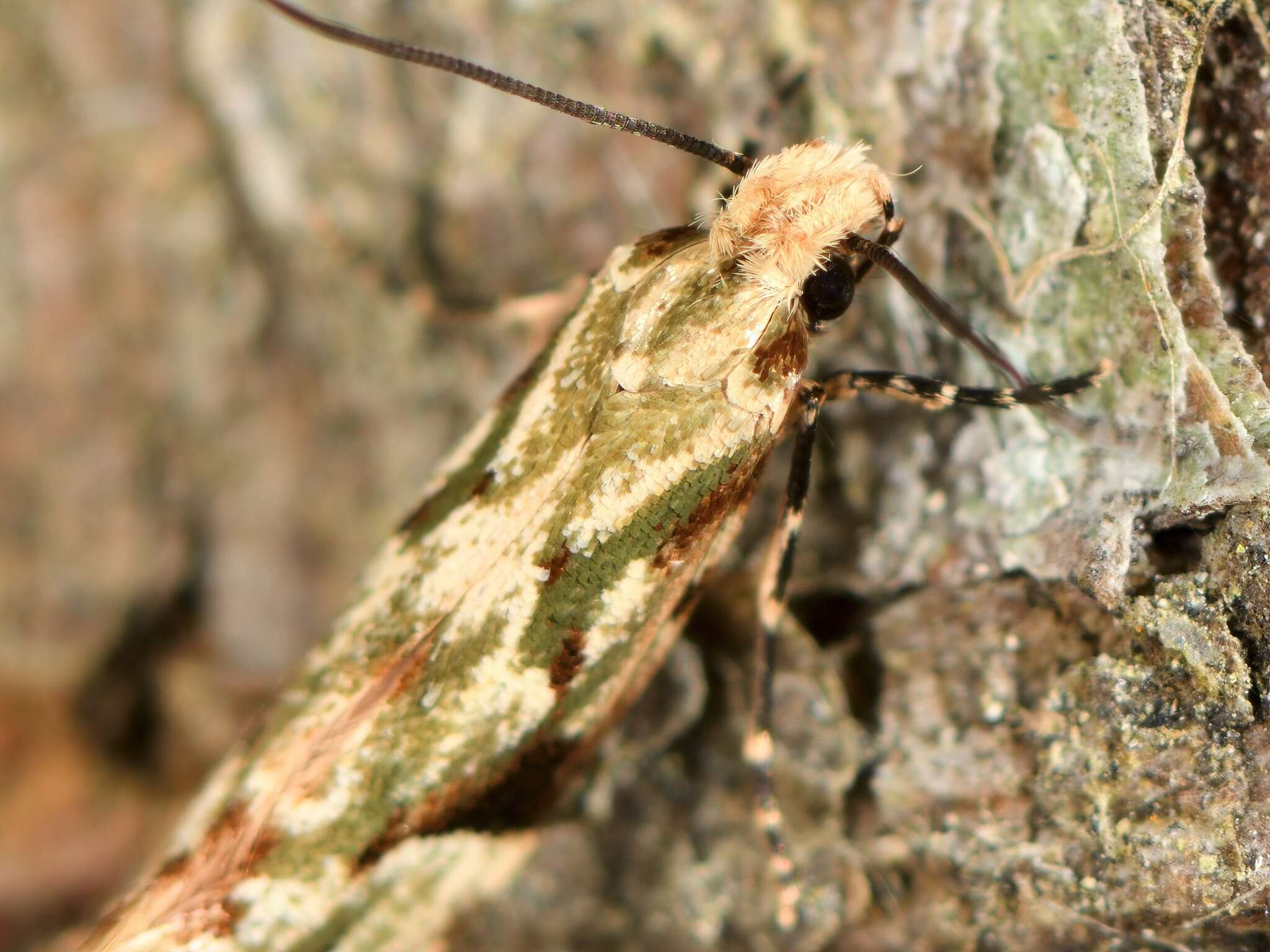 Image of Crypsitricha mesotypa (Meyrick 1888)