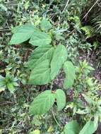 Image of Jasminanthes mucronata (Blanco) W. D. Stevens & P. T. Li