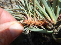 Image de Protea laevis R. Br.