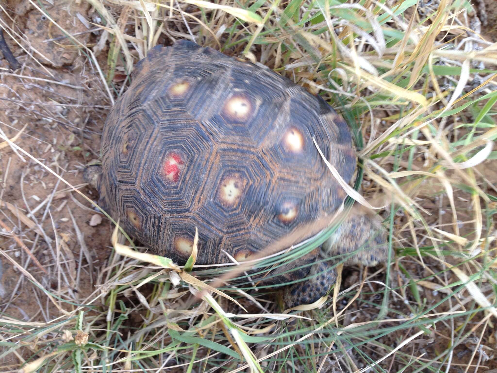 Image of Berlandier's Tortoise