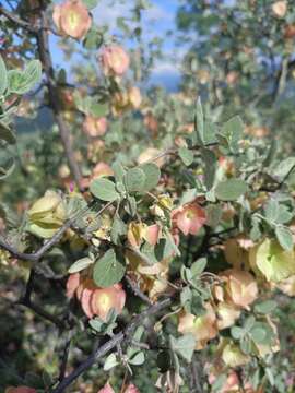 Sivun Calcicola parvifolia (A. Juss.) W. R. Anderson & C. Davis kuva