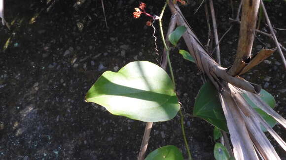 Image of Smilax bracteata C. Presl