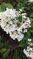 Image of panicled hydrangea