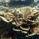 Plancia ëd Montipora aequituberculata Bernard 1897