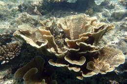 癭葉表孔珊瑚的圖片