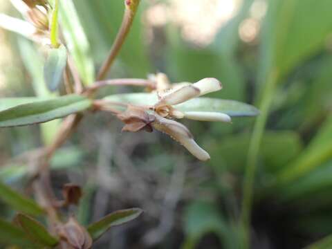 Image of Ceropegia franksiae (N. E. Br.) Bruyns