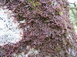 Image of Tamarisk Scalewort