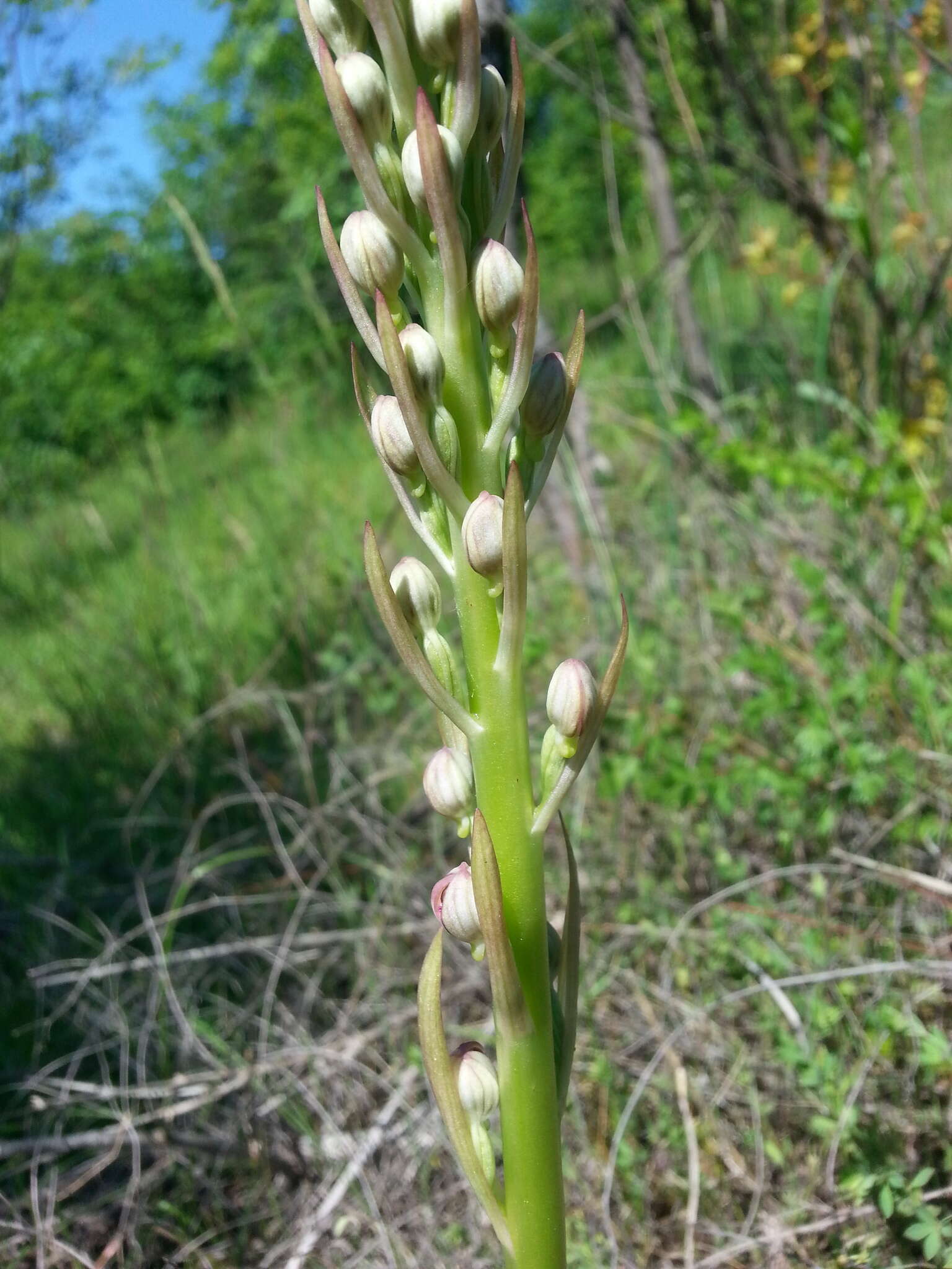 Himantoglossum adriaticum H. Baumann resmi