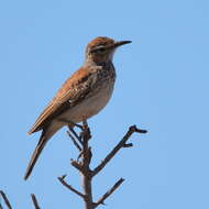 Image of Karoo Long-billed Lark