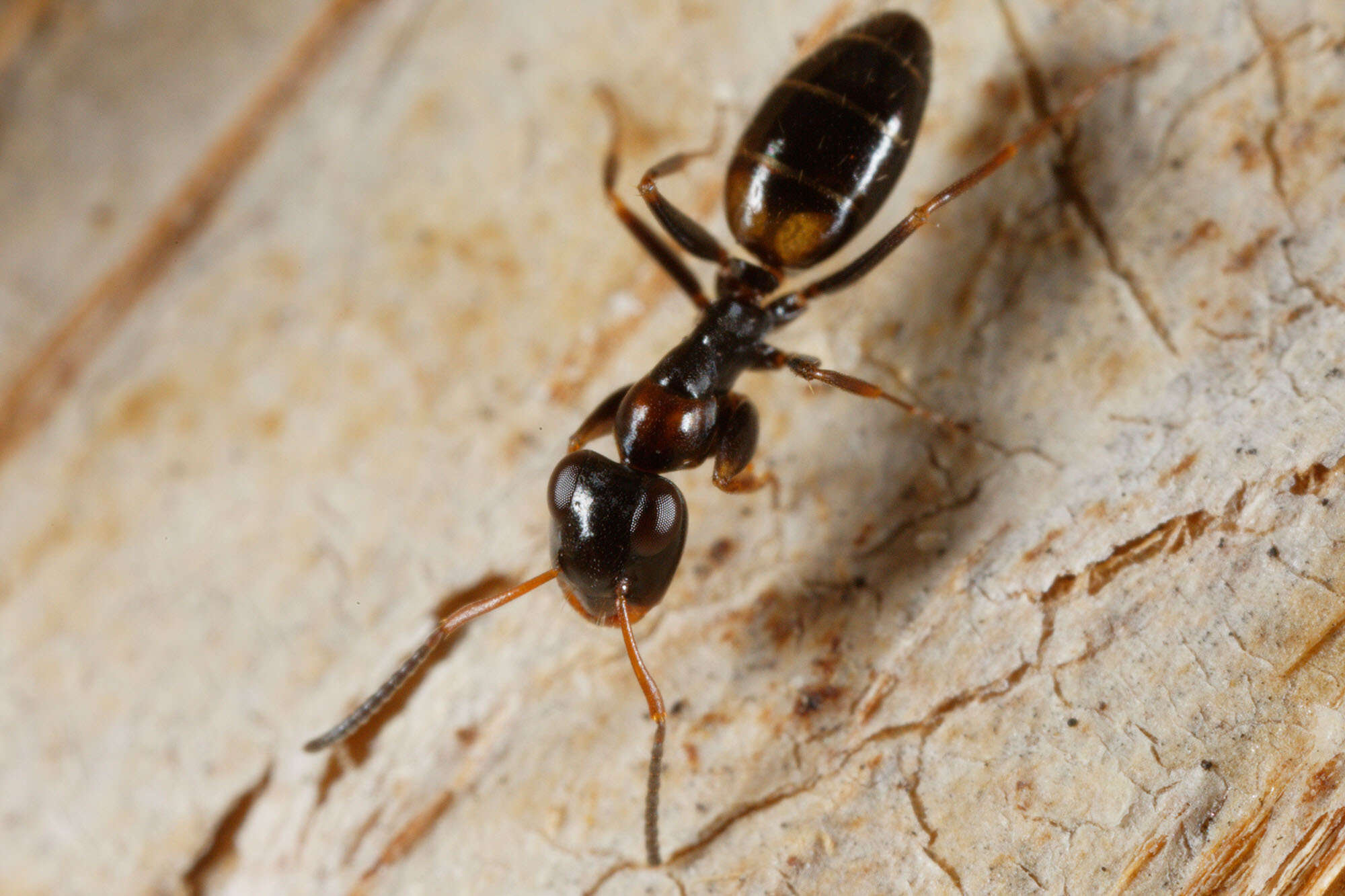 Image of Opisthopsis respiciens (Smith 1865)