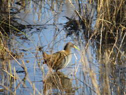 Image of Plumbeous Rail