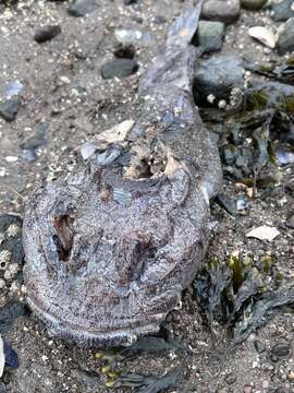 Image of Goosefish