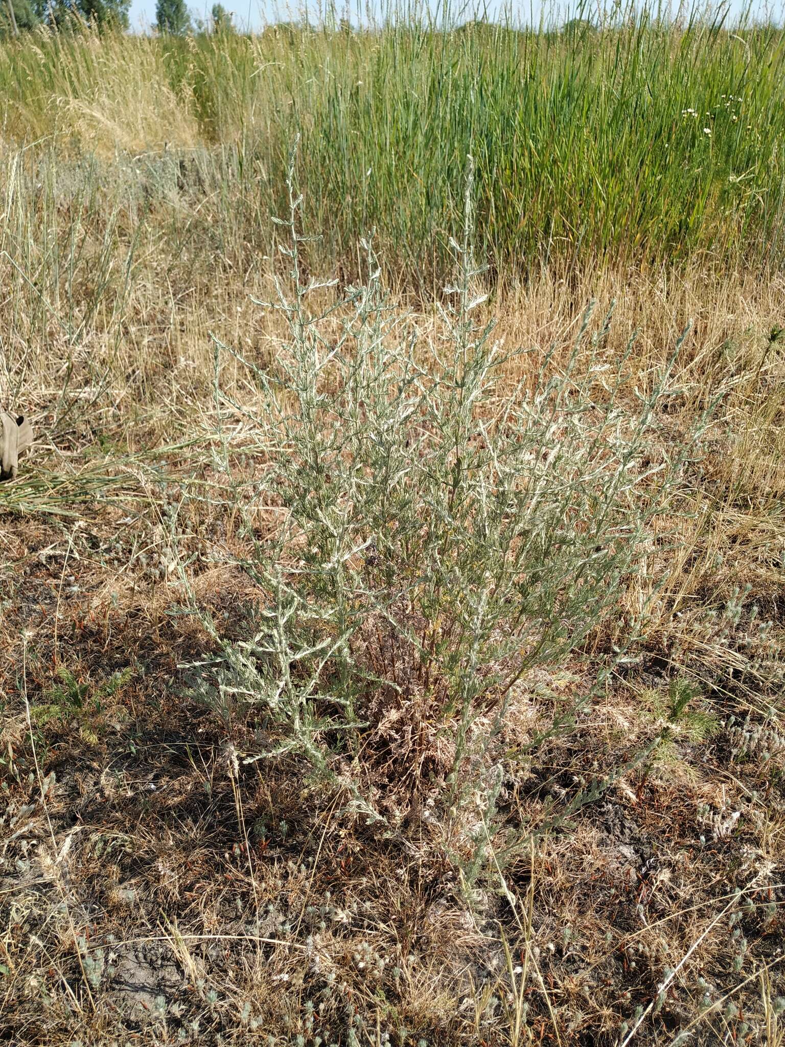 Image of Seriphidium fragrans (Willd.) Poljakov