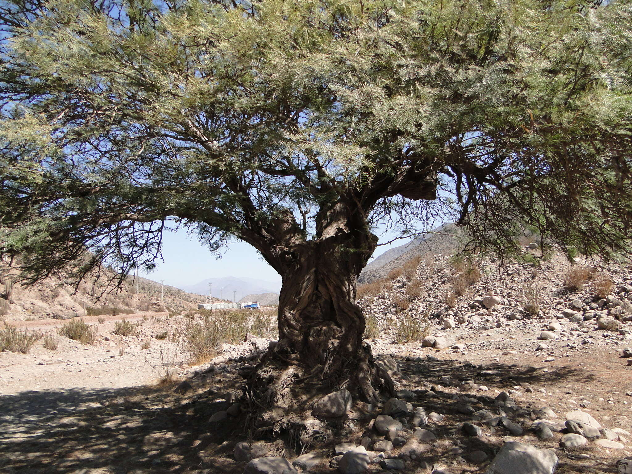 Image of algarrobo