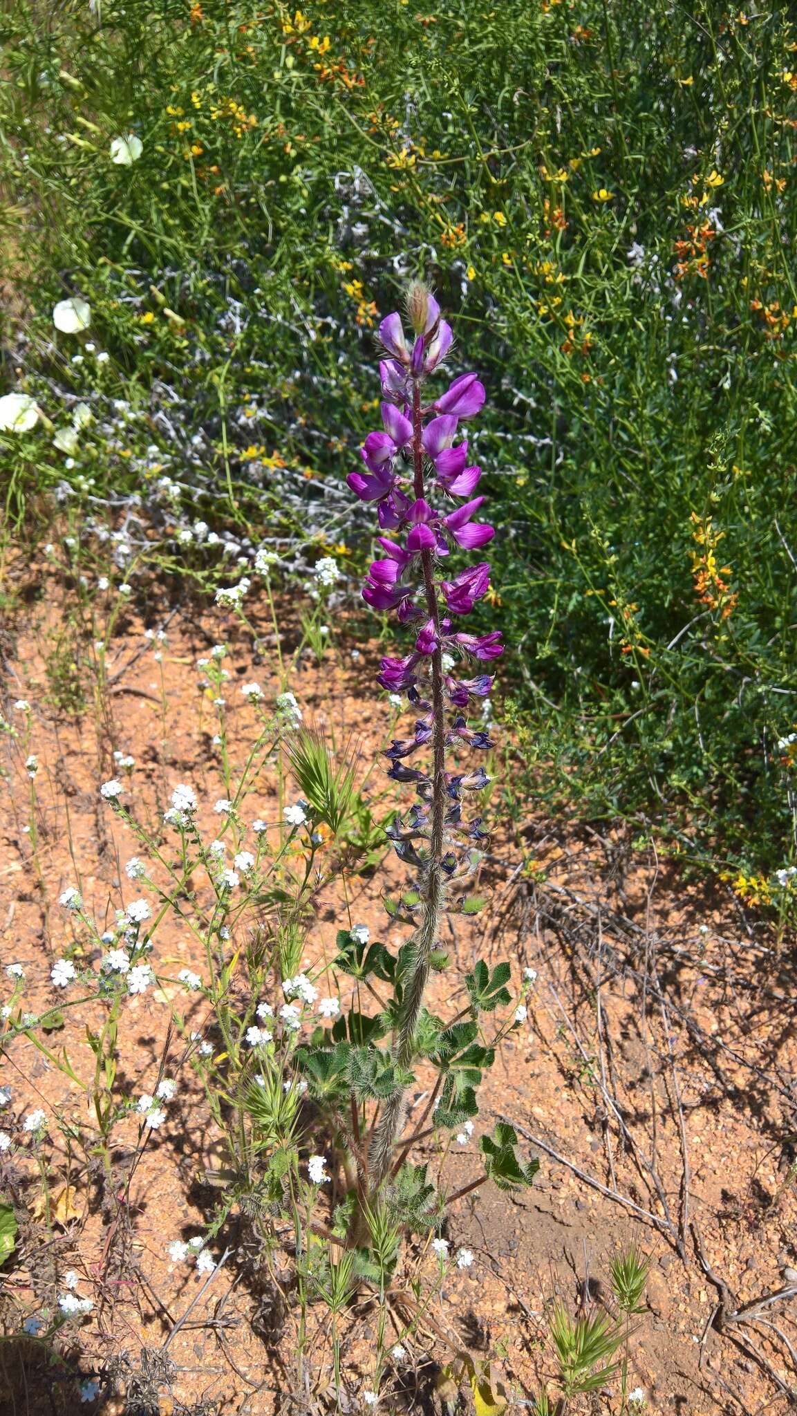 Plancia ëd Lupinus hirsutissimus Benth.