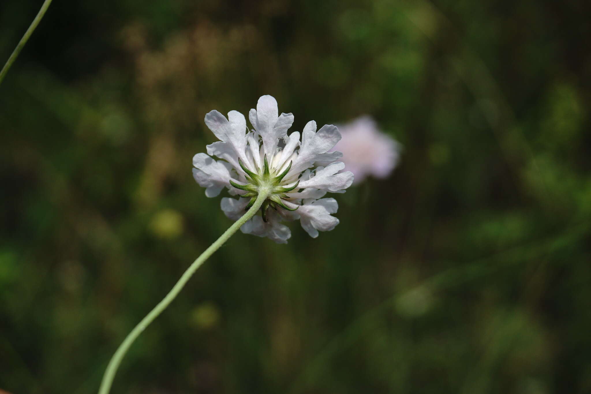 Imagem de Scabiosa praemontana Privalova