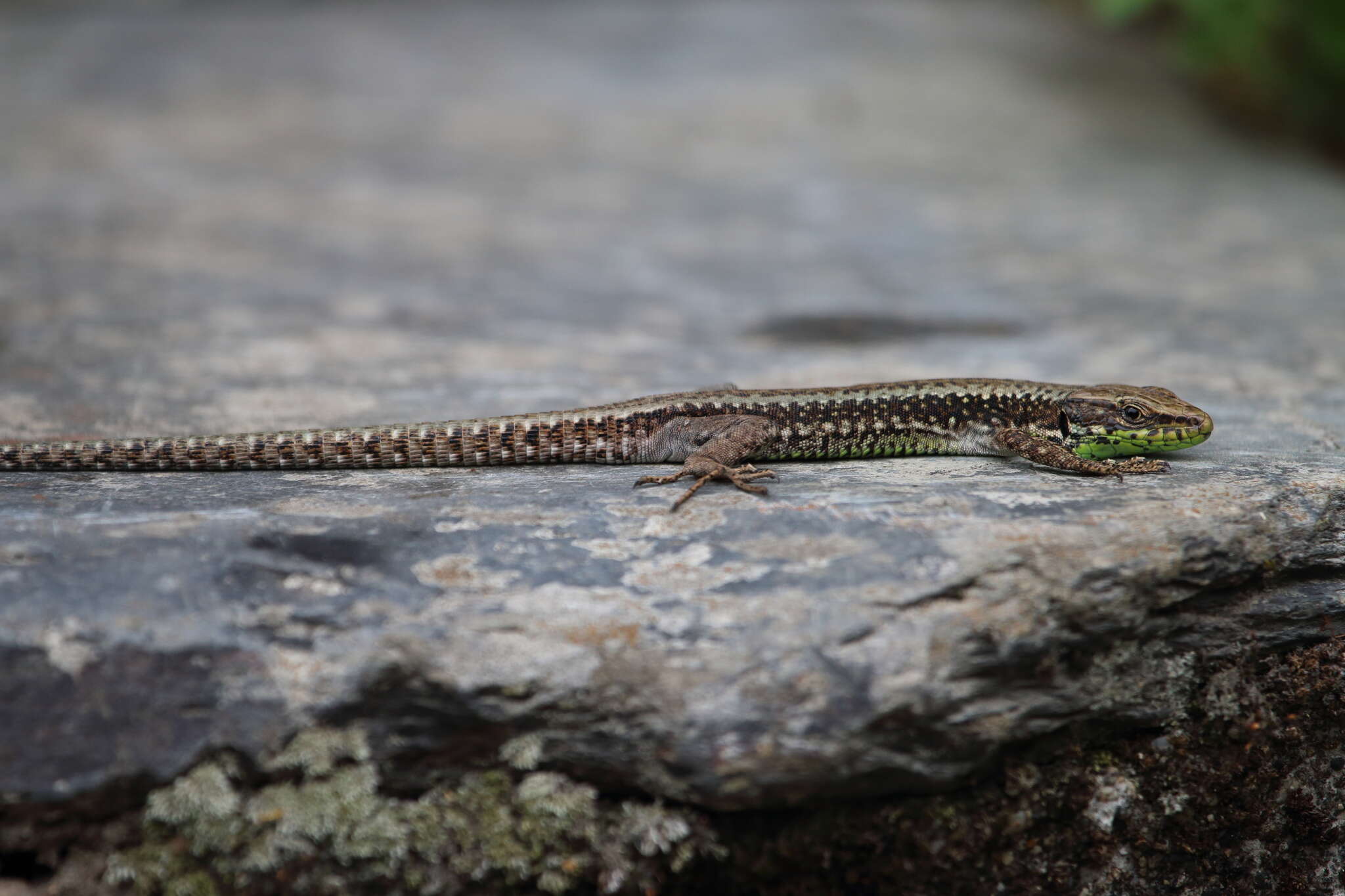 Image of Iberian rock lizard