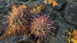 Image of Ferocactus gracilis subsp. tortulispinus