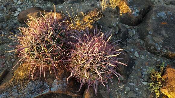 Image of Ferocactus gracilis subsp. tortulispinus