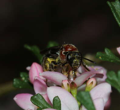 Image of Lasioglossum callomelittinum (Cockerell 1910)