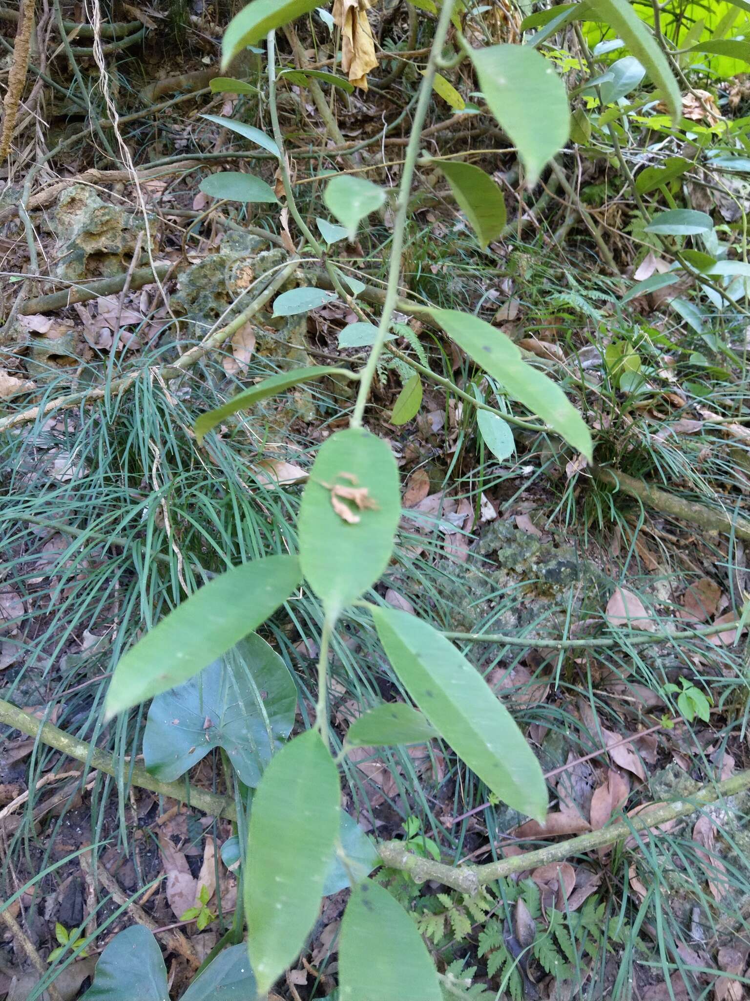 Sivun Capparis formosana Hemsl. kuva