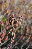 Imagem de Rhododendron groenlandicum (Oeder) K. A. Kron & W. S. Judd