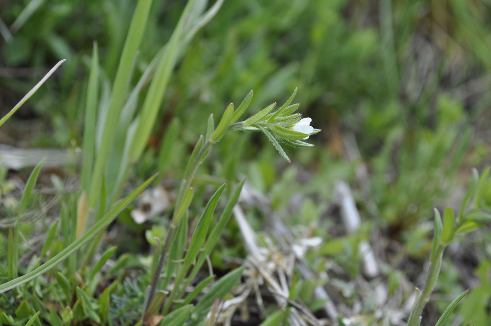 Image of Buglossoides arvensis subsp. arvensis