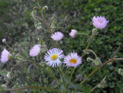 Image of <i>Erigeron <i>strigosus</i></i> var. strigosus