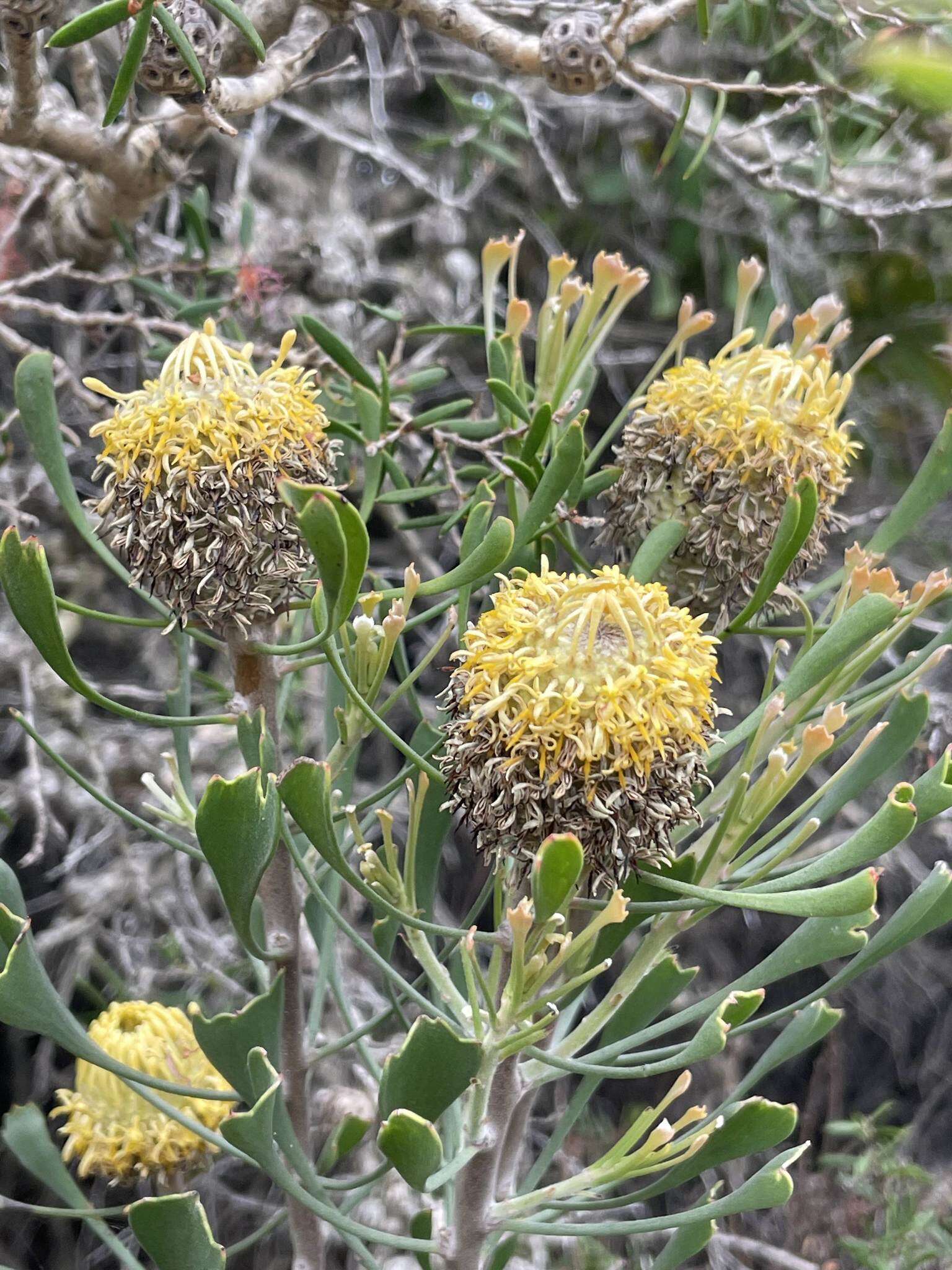 Image of Isopogon trilobus R. Br.