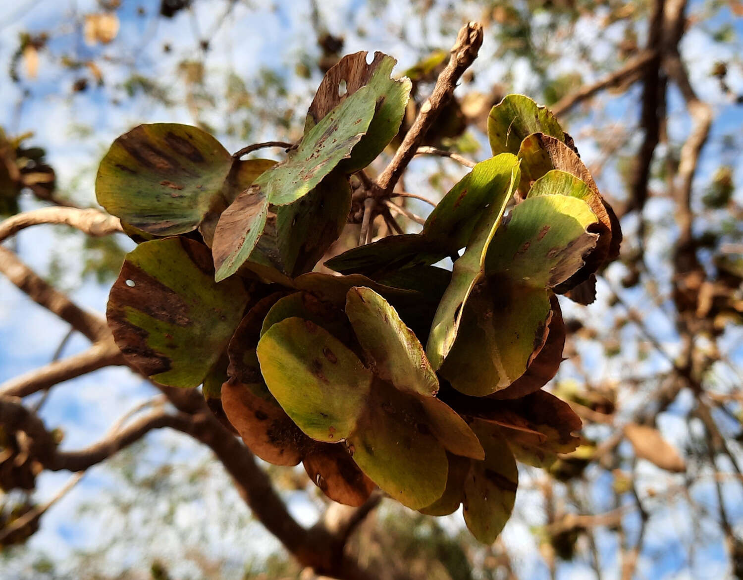 Image of Terminalia argentea Mart.