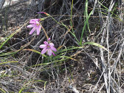 Image of Geissorhiza elsiae Goldblatt