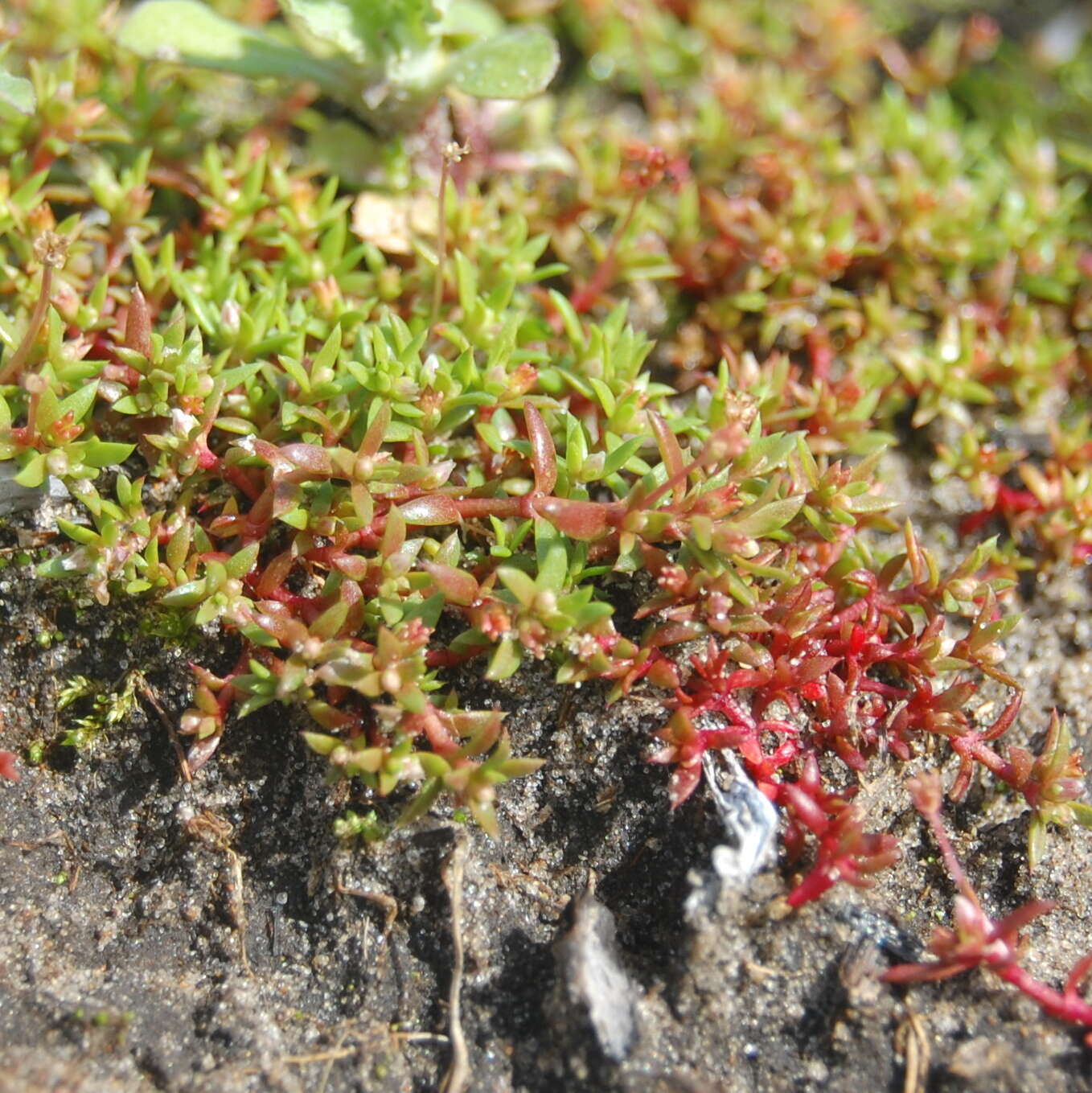 Crassula peduncularis (Sm.) Meigen resmi