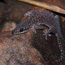 Image of Dotted Velvet Gecko