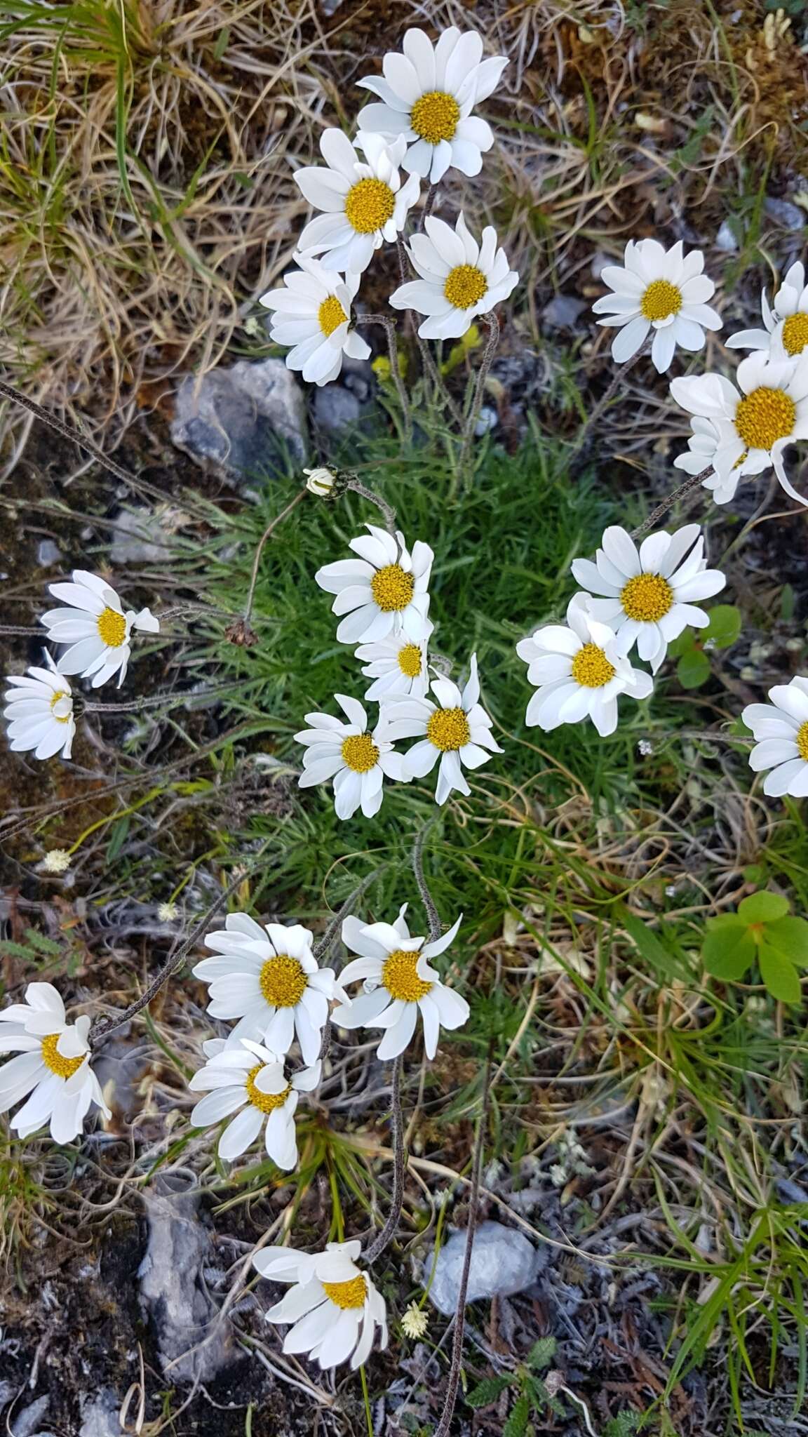 Слика од Arctanthemum integrifolium (Richards.) Tzvel.