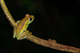 Image of Spiny-throated Reed Frog