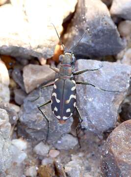 Image de Cicindela (Cicindelidia) hemorrhagica Le Conte 1851