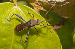 Image of brown bean bug