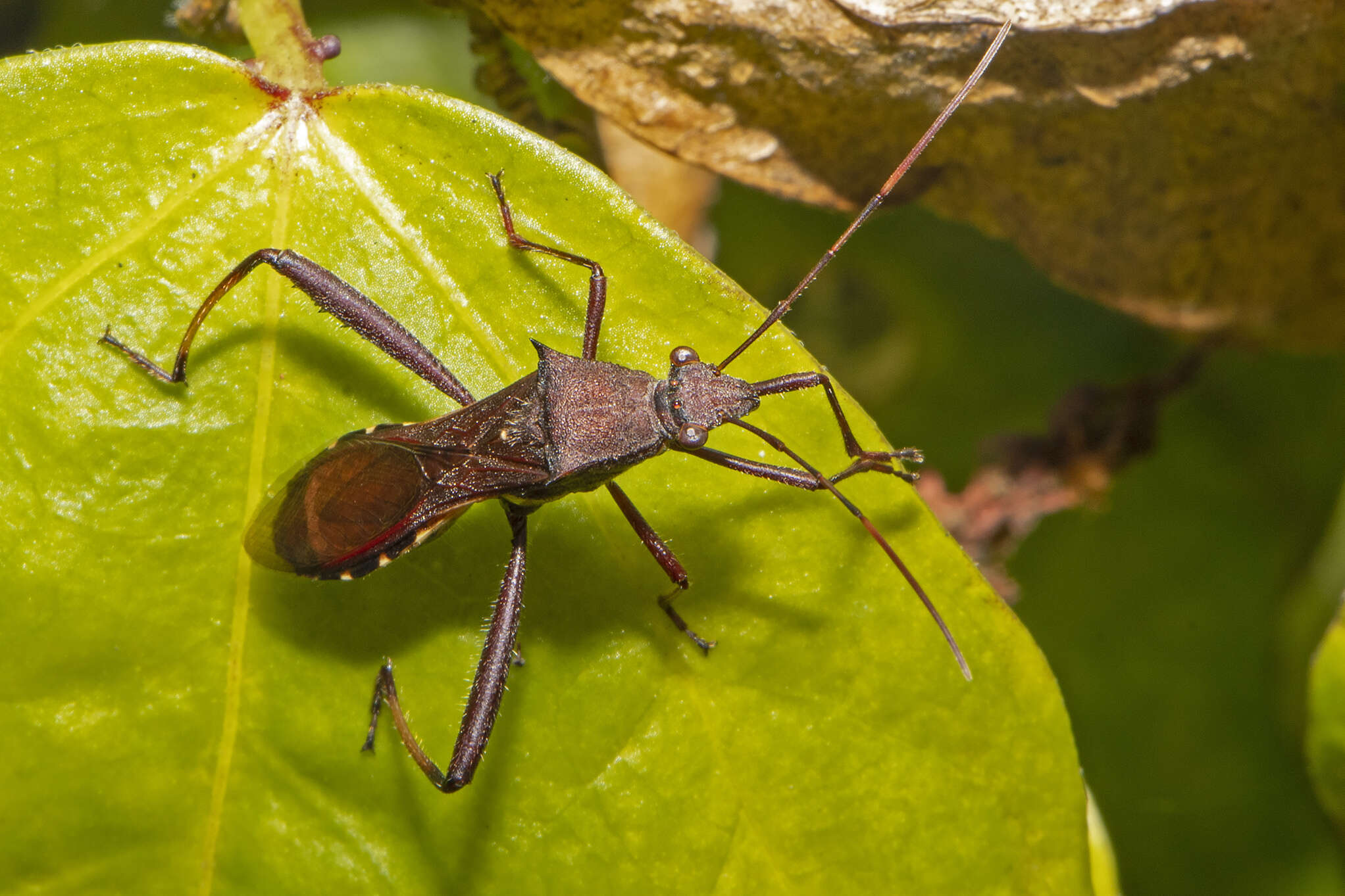 Image of brown bean bug