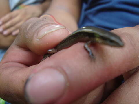 صورة Scincella forbesorum (Taylor 1937)