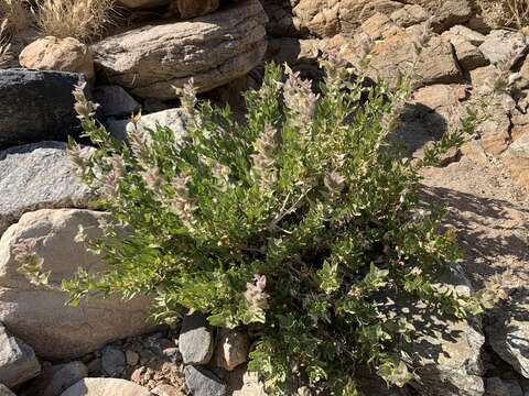 صورة Ruellia aspera (C. B. Cl.) Phillips