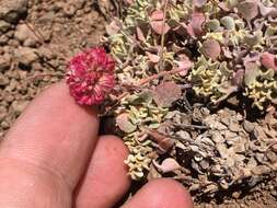 Image of Steens Mountain cushion buckwheat