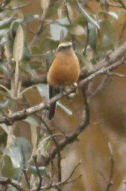 Image of Brown-backed Chat-Tyrant