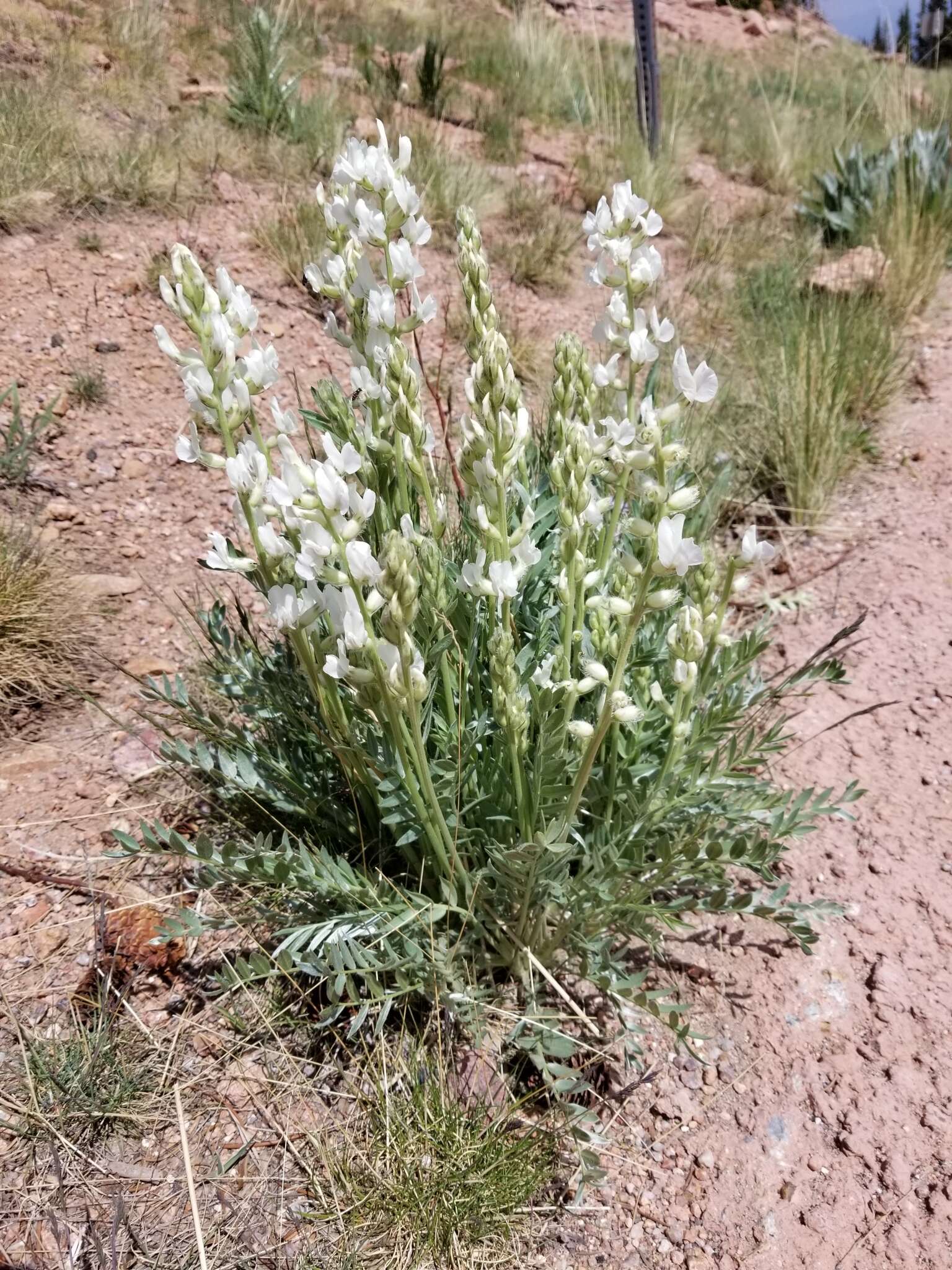 Image of white locoweed