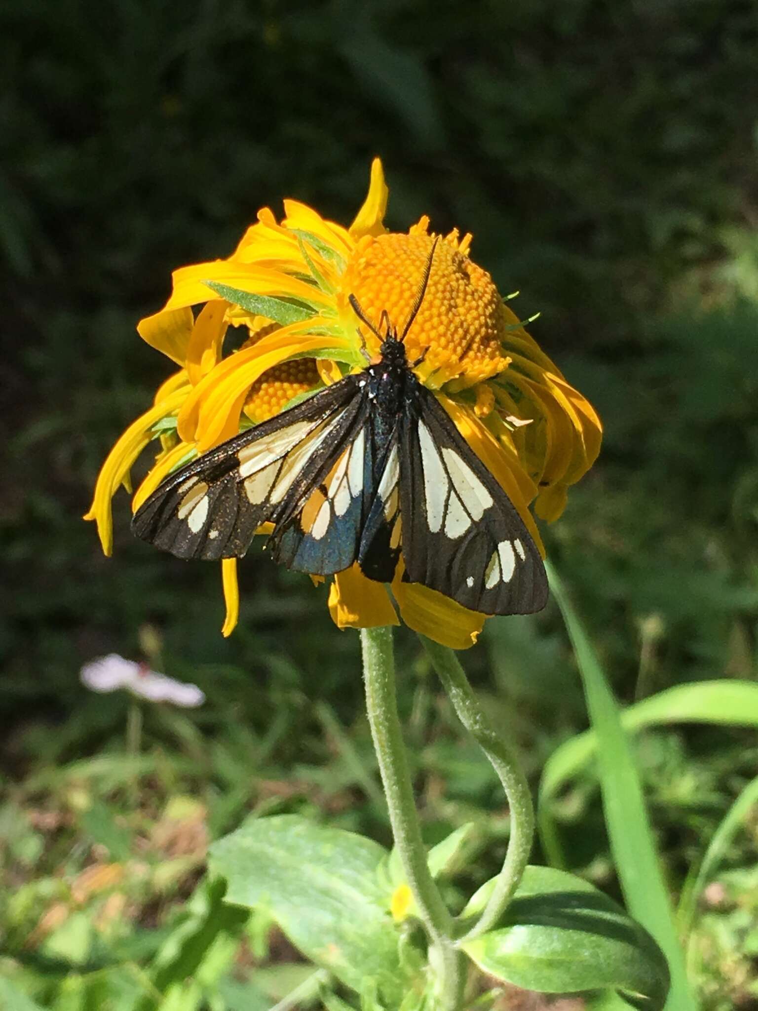 Image of Police Car Moth