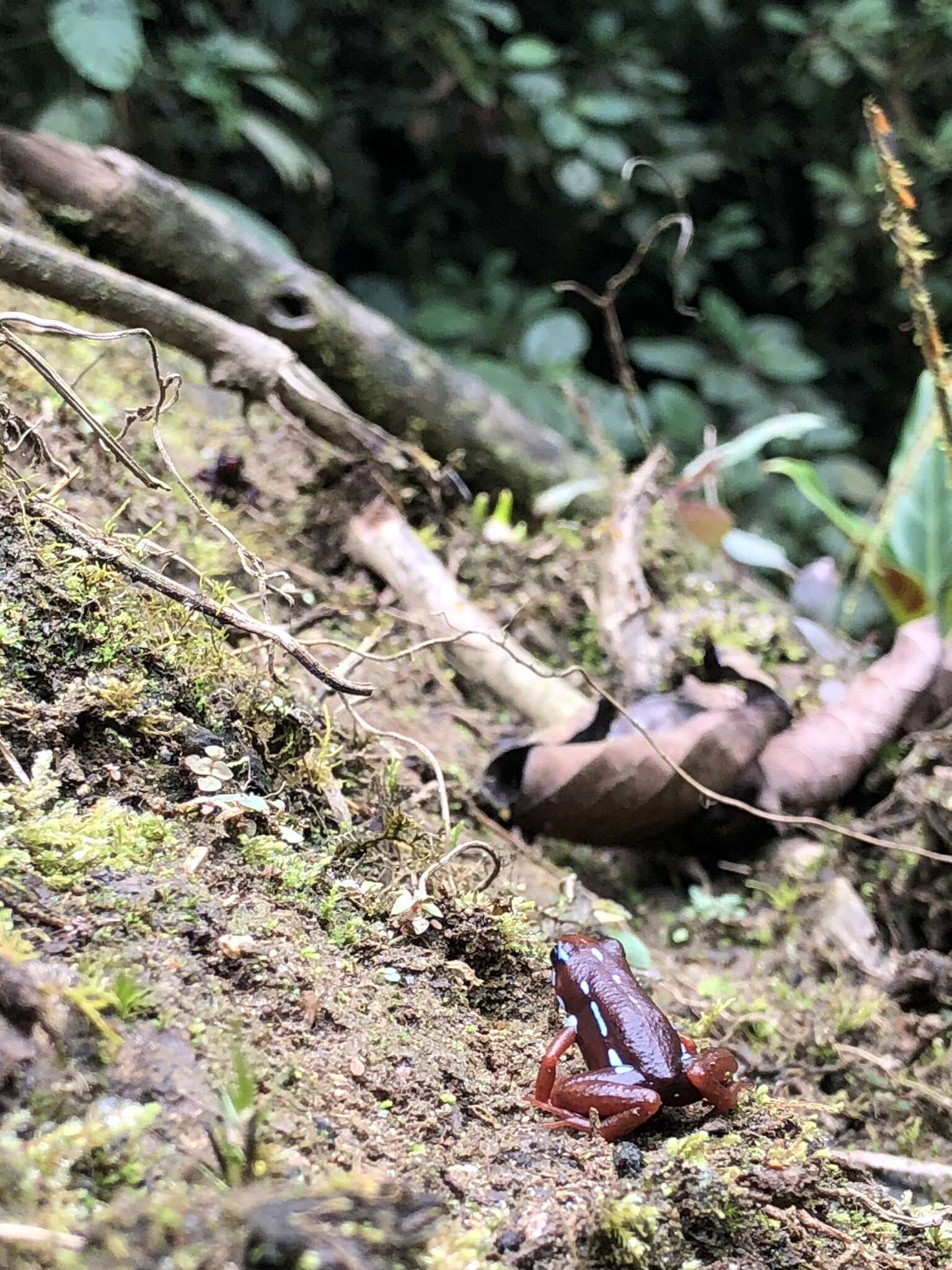 Image of Anthony's Poison-Arrow Frog