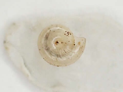 Image of Glyphyalinia indentata (Say 1822)