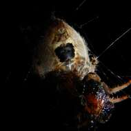 Image de Araneus gemma (McCook 1888)